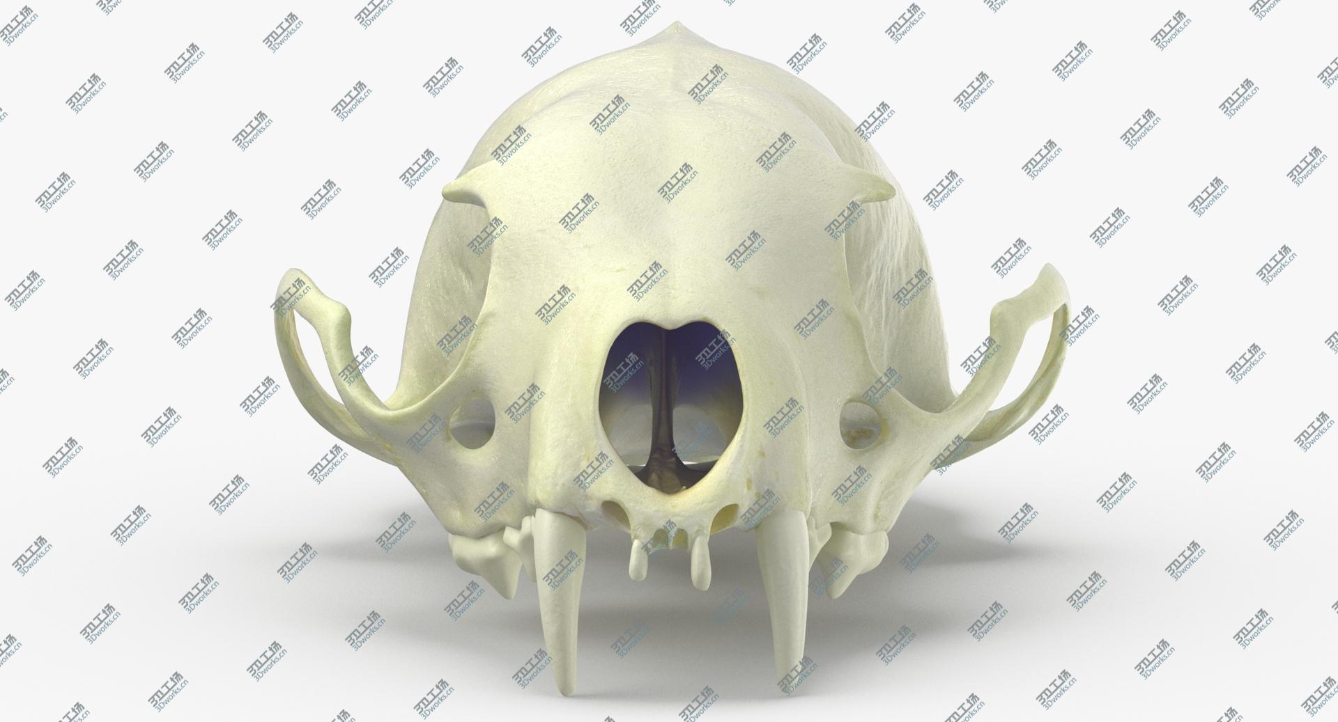 images/goods_img/2021040231/Real White Breasted Marten Skull 02 3D model/4.jpg